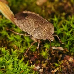 Elf Shoe Stink Bug thumbnail 2