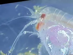 Cyphocaris challengeri thumbnail 2
