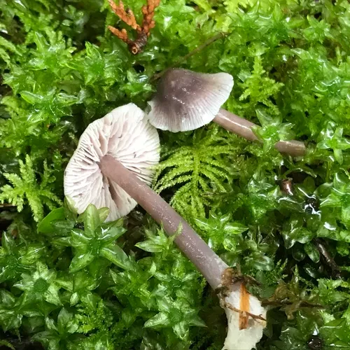 Lilac Bonnet