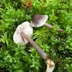 Lilac Bonnet thumbnail 1