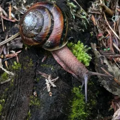 Pacific Sideband thumbnail 3