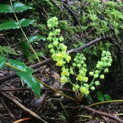 Cascade Oregon-grape thumbnail 4