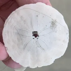 Common Sand Dollar thumbnail 3