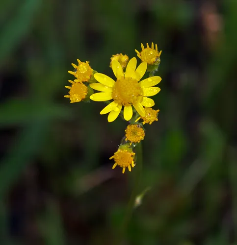 falsegold groundsel
