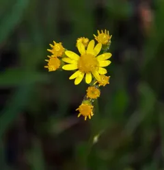 falsegold groundsel thumbnail 1