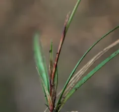 Richardson's Sedge thumbnail 1