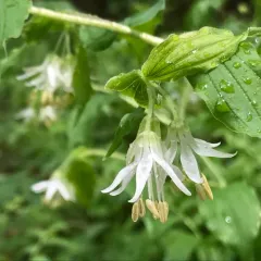 Hooker's fairybells thumbnail 2