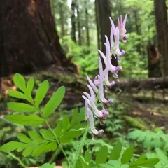 Scouler's Corydalis thumbnail 2