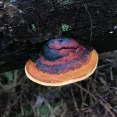 Northern Red Belt photo