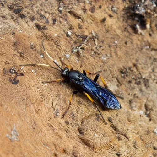 Ichneumon centrator
