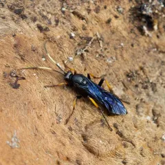 Ichneumon centrator thumbnail 1