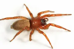 Haplodrassus stuxbergi thumbnail 3
