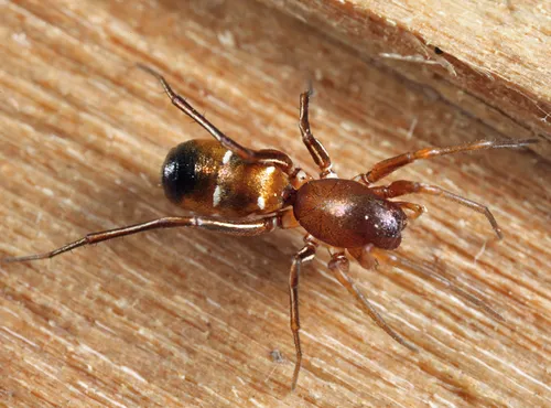 Micaria longipes