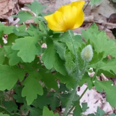 Celandine Poppy thumbnail 3