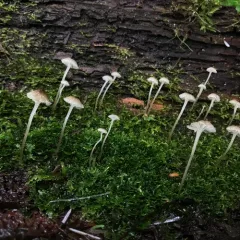 Bark Bonnet thumbnail 2