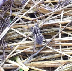 Little Banded Wolf Spider thumbnail 3