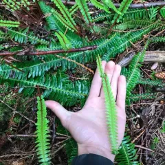 deer fern thumbnail 4