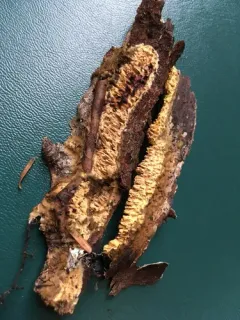 Pirex concentricus thumbnail 2