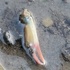 Atlantic Blue Crab thumbnail 2