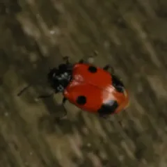 Two-spotted Handsome Fungus Beetle thumbnail 2