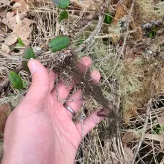 Pale-footed Horsehair Lichen thumbnail 4