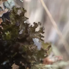 variable wrinkle-lichen thumbnail 2