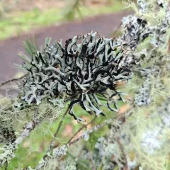 Mottled Tube Lichen thumbnail 2