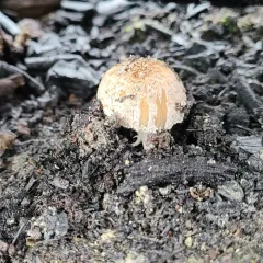 Coprinellus bipellis thumbnail 2