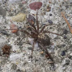 Barn Funnel Weaver thumbnail 3