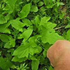 nodding rattlesnake root thumbnail 2