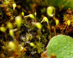 Muhlenberg's Cord-moss thumbnail 4