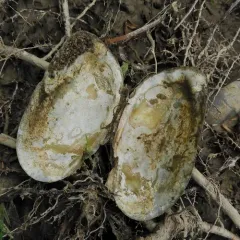 Flutedshell thumbnail 2