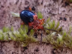 Black-backed Handsome Fungus Beetle thumbnail 3