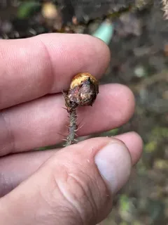 Diplolepis oregonensis thumbnail 2