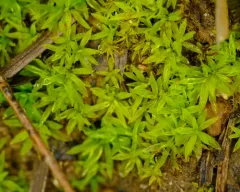 Timmiella crassinervis thumbnail 4