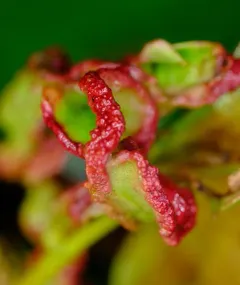 Aceria caliberberis thumbnail 2
