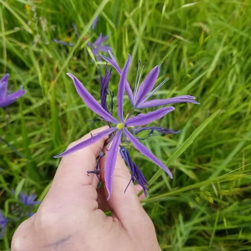 great camas