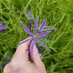 great camas thumbnail 1