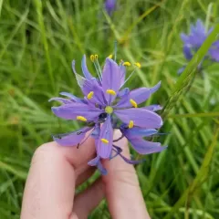 small camas thumbnail 3