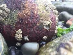 rusty rock thumbnail 2
