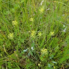 Barestem Biscuitroot thumbnail 2