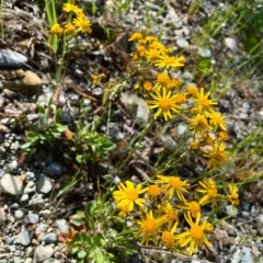 balsam ragwort thumbnail 4