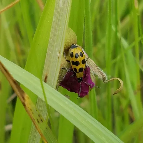 Spotted Cucumber Beetle