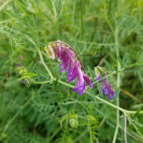 hairy vetch