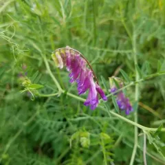 hairy vetch thumbnail 1