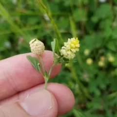 hop trefoil thumbnail 5