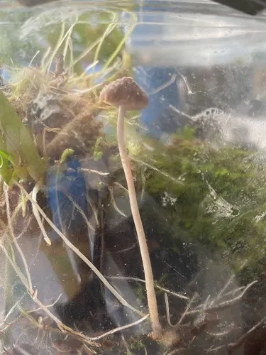 Psathyrella hirta