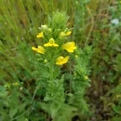 Yellow Glandweed thumbnail 2