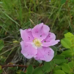 Nootka rose thumbnail 4