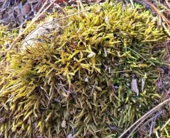 Smooth-stalk Feather-moss thumbnail 3